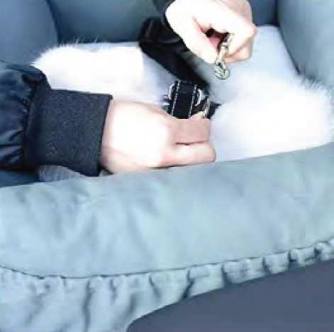 Dog seat secure dog Dog seat secure dog